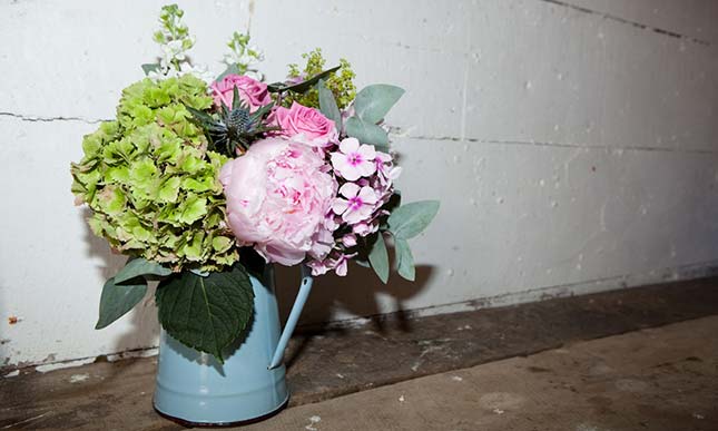 Hedge Rose
