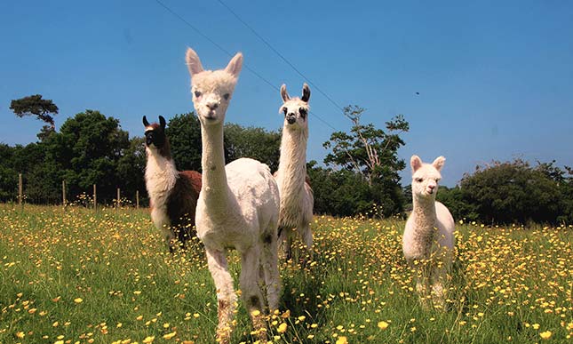The Llama Park