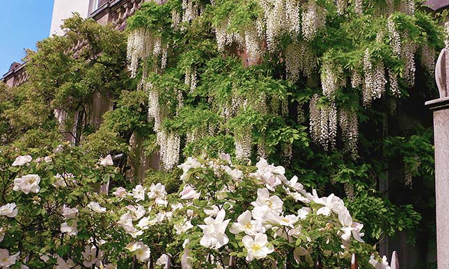 Thorn House and Gardens