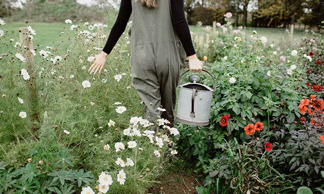 Field Gate Flowers